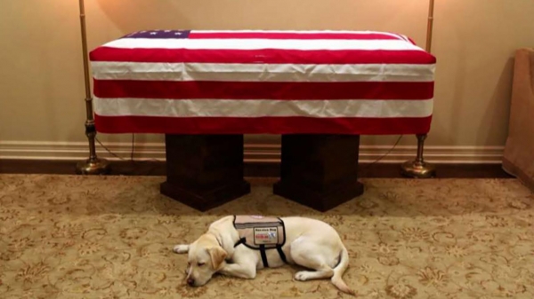 Slate writer roasted after attacking George H.W. Bush's service dog