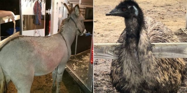 'The Walking Dead' star Jeffrey Dean Morgan adopts donkey and emu in order to keep them together
