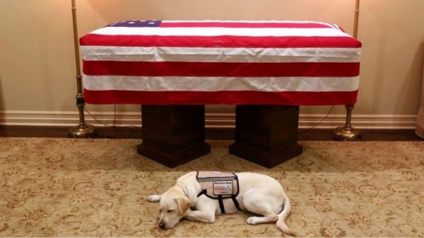 Slate writer roasted after attacking George H.W. Bush's service dog